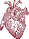 Cardinal Heart & Vascular, PLLC Logo
